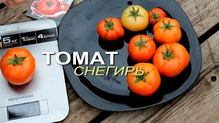 Томат Снегирь Характеристика И Отзывы Фото