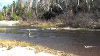 Running Line Handling for Scandinavian and Skagit Spey casters