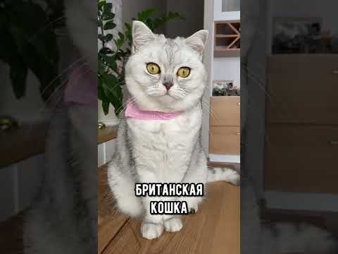 8 самых опасных пород кошек #кот #коты #shorts