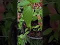 Kapya Biber Saksıda Dikime Hazır #doğalyaşam #goat #biber #kapyabiber #farming #nature #garden
