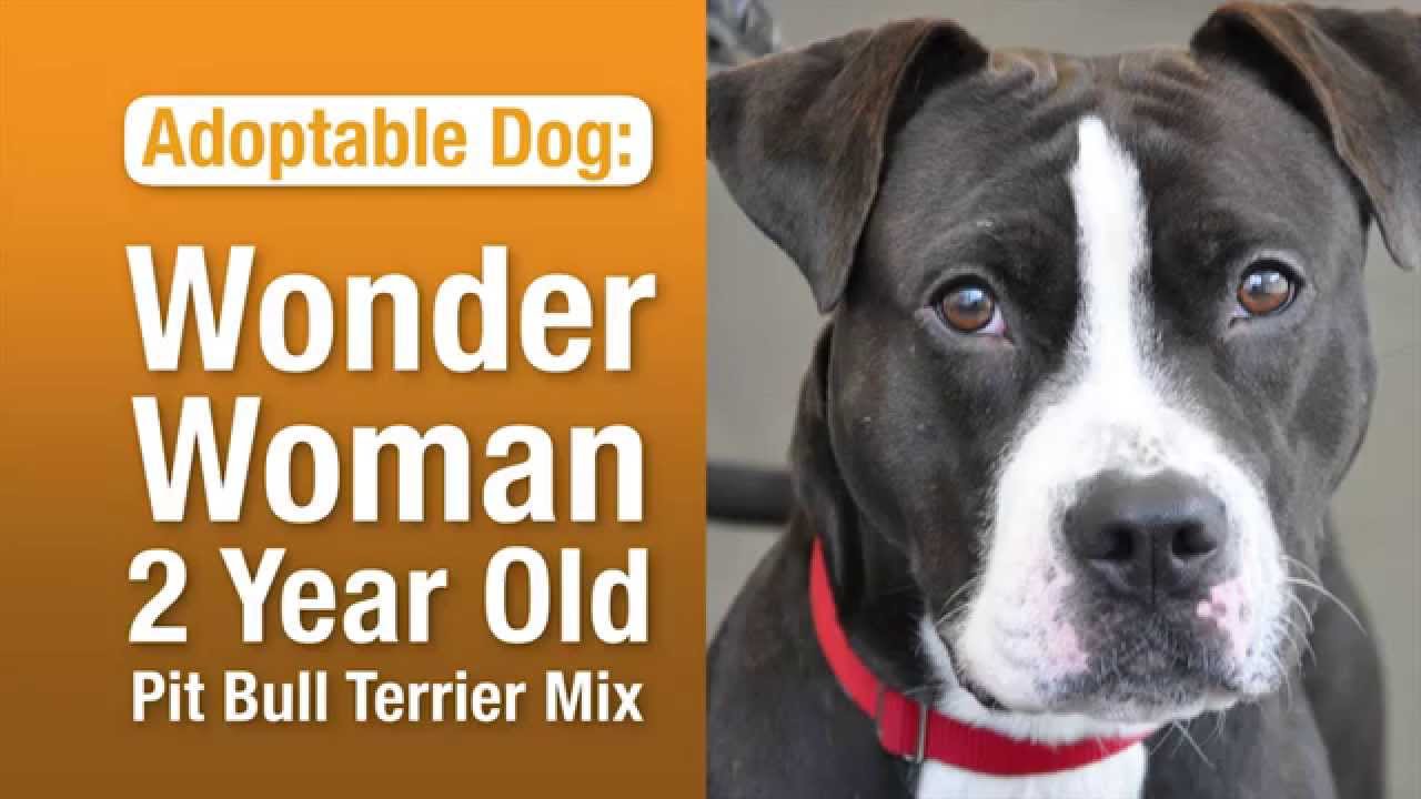 aspca near me ASPCA Pet of the Week: Wonder Woman