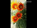پرده بيګه خبرى پاتي شوى بيګه سره نن راسره کينه اشنا ګورو به صبا سره