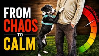 Teach Your Dog to Calm Down: 4 Simple Exercises
