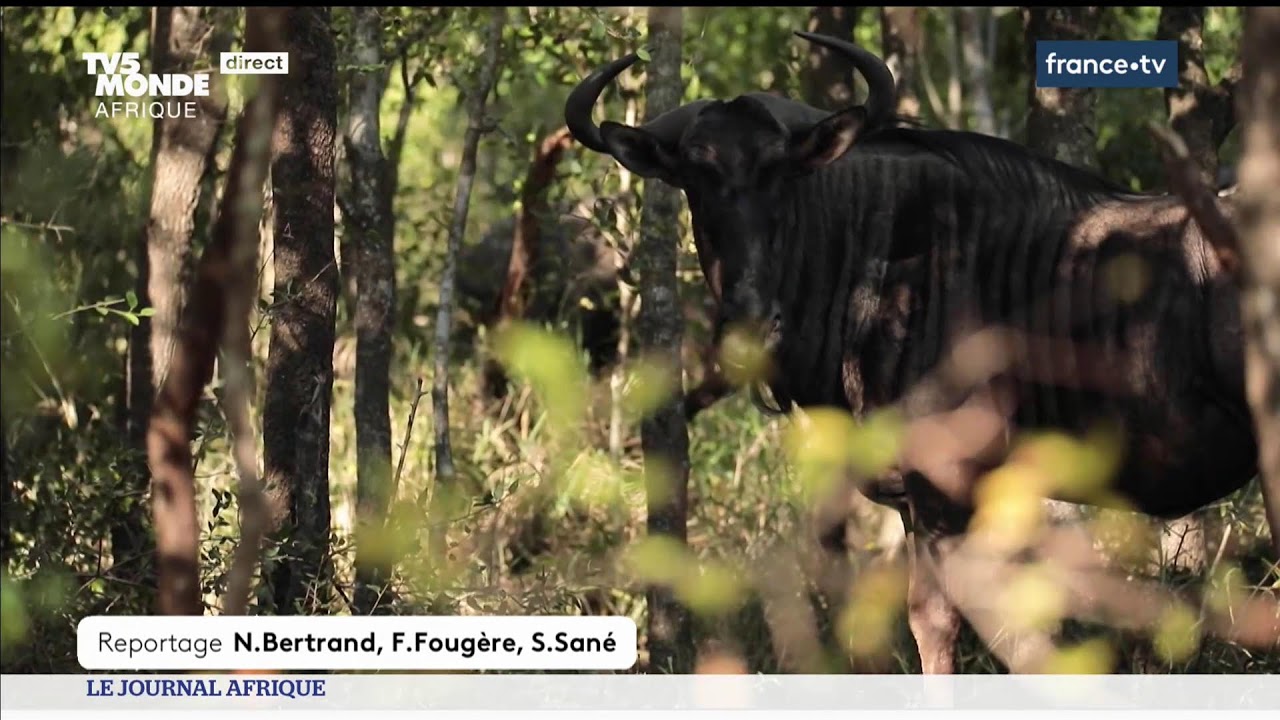 Le Journal Afrique du mercredi 5 mars 2025 sur TV5MONDE.