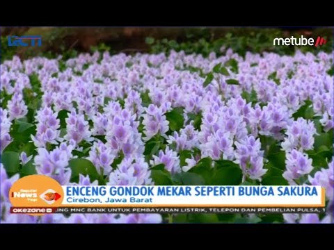 Video: Membuat Eceng Gondok Mekar: Tips Memelihara Bunga Eceng Gondok Setiap Tahun