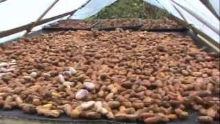 Processing Raw Cacao at La Joya Del Sol