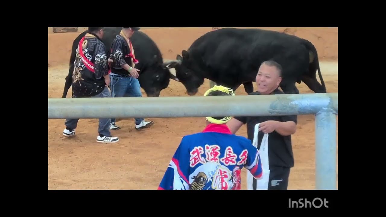 黒輝✩中量級優勝旗争奪戦✩常勝会天一　第123回秋の全島闘牛大会　令和7年11月９日