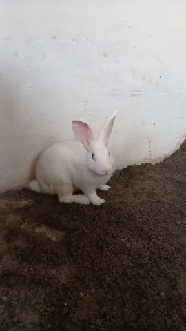 Imran Rabbits Imran Gujar Khan WhatsApp 03002949494 Successful Agreement Member of ...