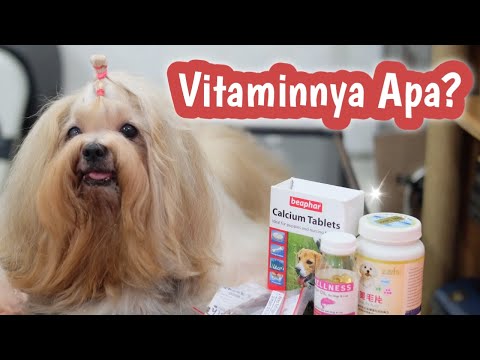 Video: Probiotik Untuk Anjing: Panduan Lengkap