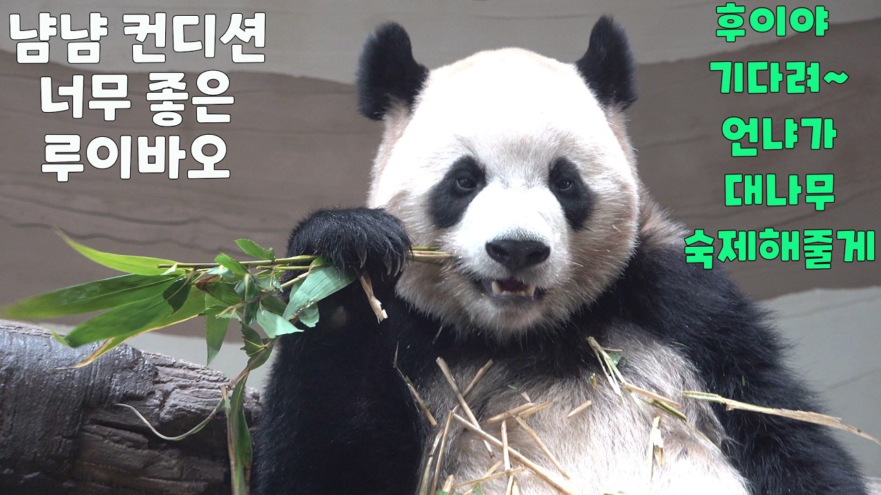 냠냠 컨디션 너무 좋은 루이바오 / 후이야 기다려!! 언냐가 다먹고, 대나무 숙제 해줄게!! 엄청빠른 대나무 냠냠속도! / 귀여운 루이랑 후이의 대나무 식사시간!