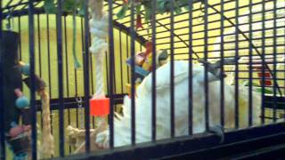 Preuss Pets