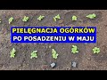 Jak pielgnowa ogrki gruntowe po posadzeniu w maju kwasy humusowe podlewanie szkodniki uprawa