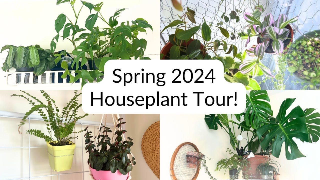 Houseplant tour spring 2024! See what's new in my collection 🪴 - YouTube