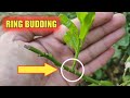 ring budding on lemon plant || ring budding || lemon tree