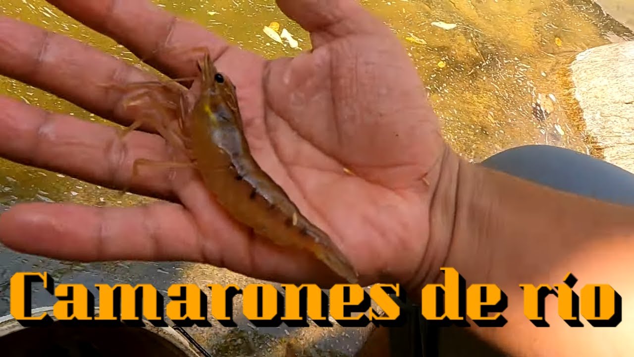 Estos son los camarones que encontramos en el río. No te pierdas esta gran aventura