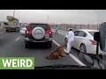 Tiger escapes caretaker's car, roams down crowded highway