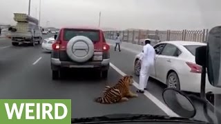 Tiger escapes caretaker's car, roams down crowded highway