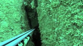 Rob Allen Spearfishing Snapper 9,5Kg720P.mp4