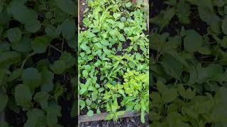 My Vietnamese herb garden