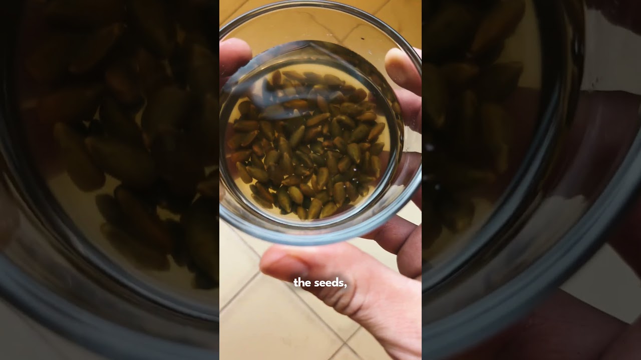 Starting An INSANE Amount Of Senna Seeds The Easy Way