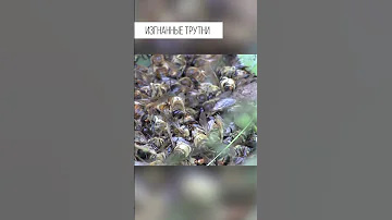 Как заканчивают выжившие после брачного периода трутни пчел
