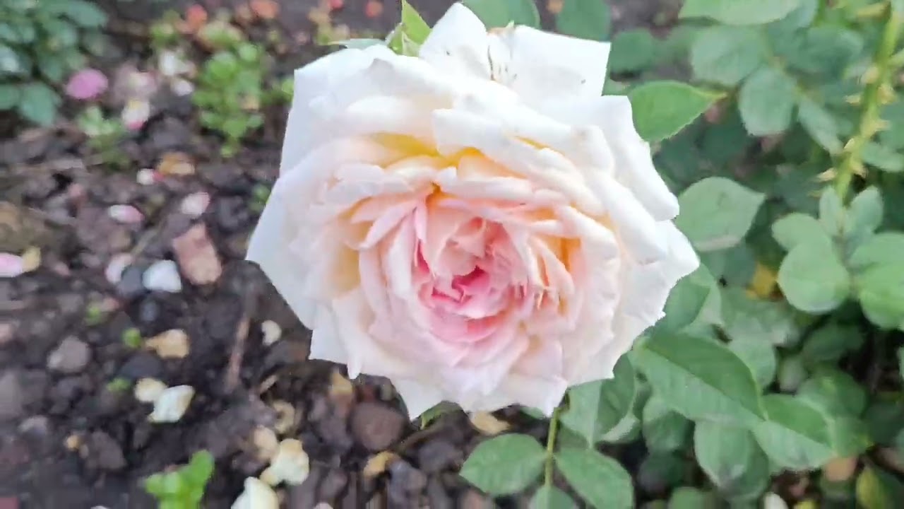 Хто заважає каналу ?/// Кому він мішає ?///