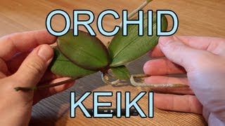 Repotting an Orchid Keiki - Phalaenopsis Orchid Keiki