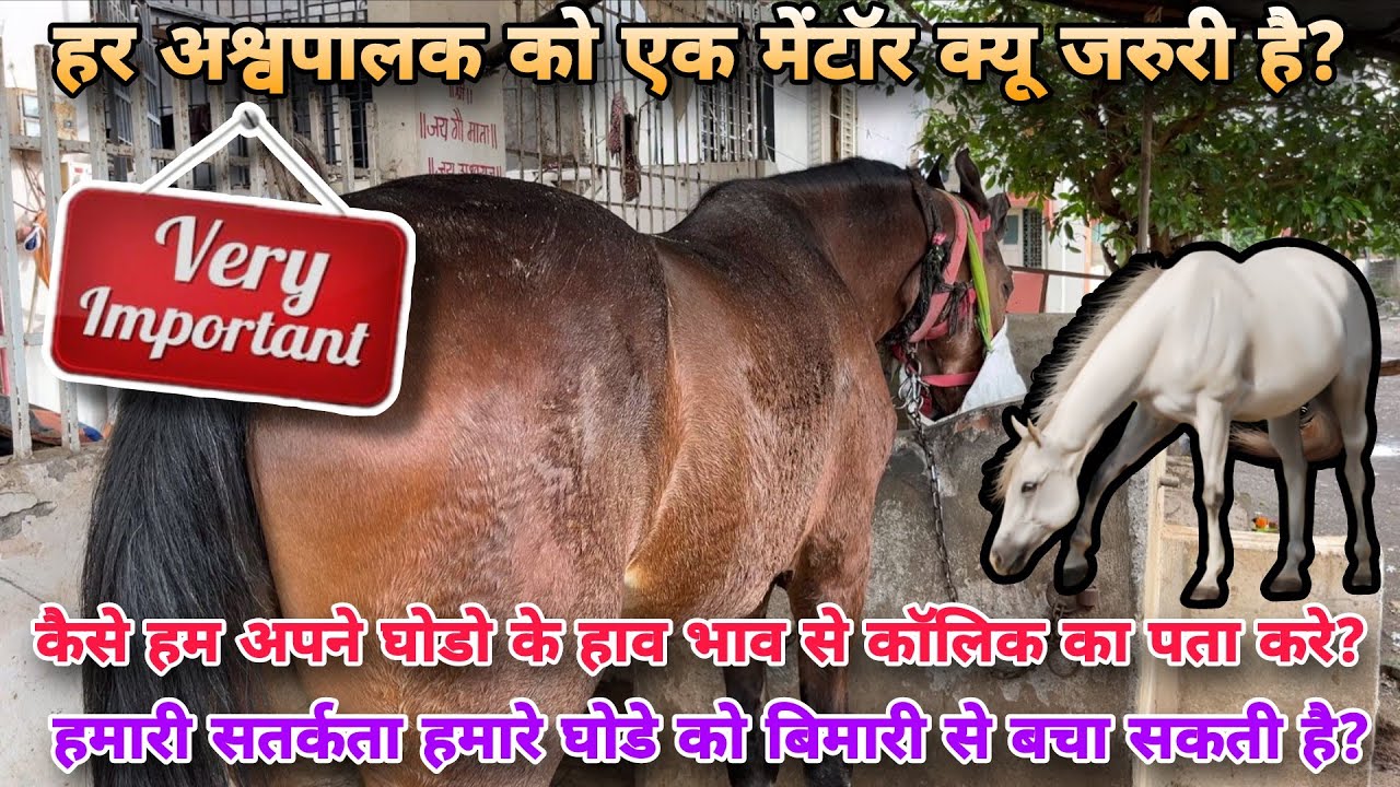 घोडो की पेट दर्द का इलाज दवाई के साथ साथ ओर किन किन बातो से कर सकते है|Horse colic Problem 