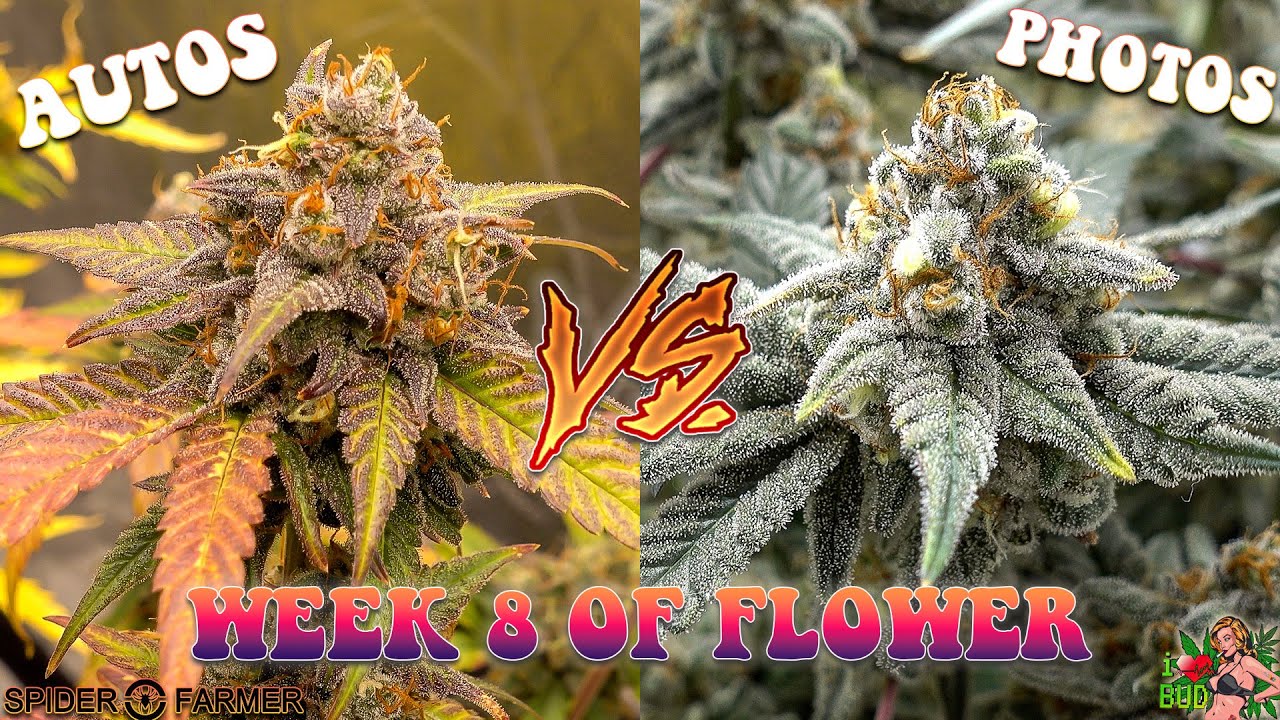 AUTO'S VS PHOTO'S WEEK 8 OF FLOWER