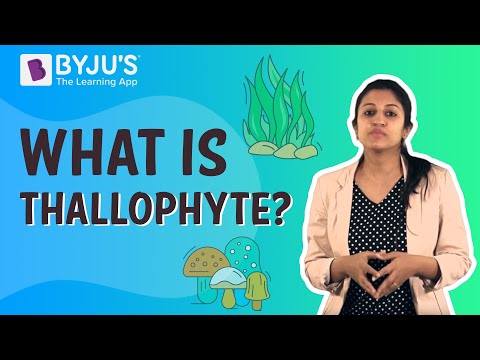 Видео: Таллофитад ургамлын үндсэн бие байдаг вэ?