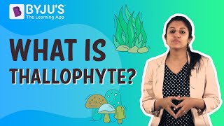 What is Thallophyte
