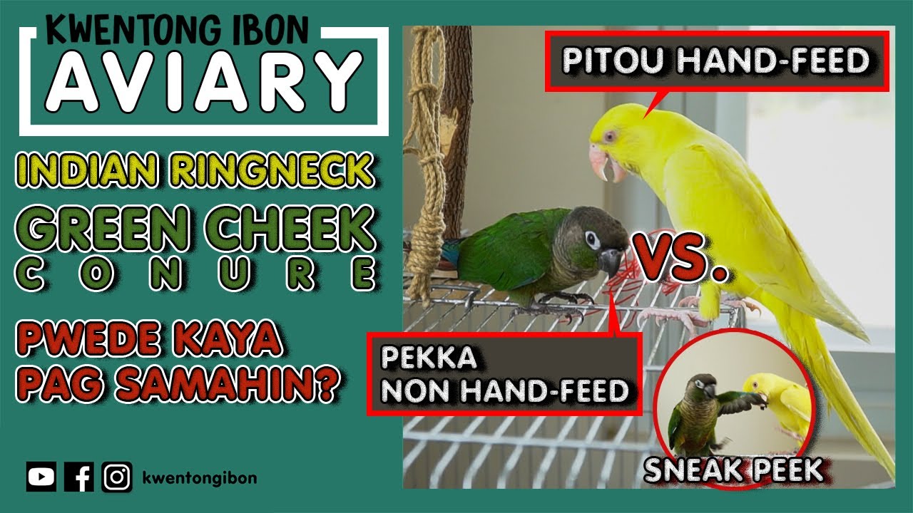 Green Cheek Conure At Indian Ring Neck Pwede Kaya Pag Samahin? | Hand-Feed At Non Hand-Feed Parrot