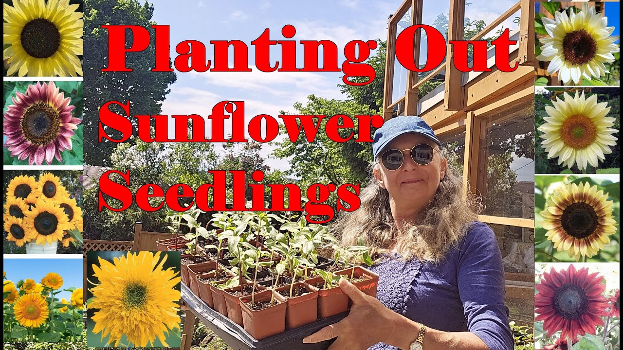 Planting out my 6th Succession of 100 Sunflower Seedlings