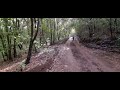 Hiking Tenerife.  Forests in La Esperanza. Senderismo.