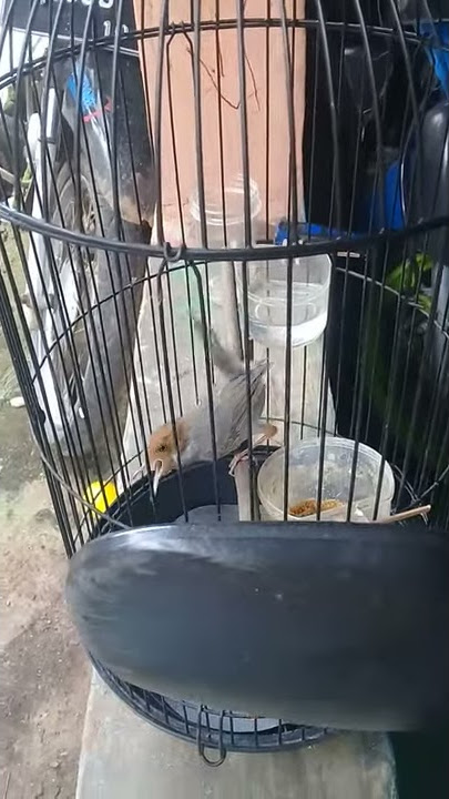 suara prenjak atas klawu gacor mencari lawan cocok untuk pikat