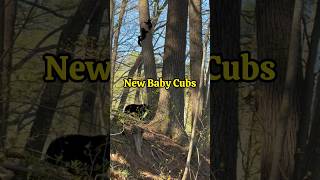 TINY CUBS SCRAMBLING UP HUGE TREE! #shorts #animallovers #wildlifeanimals #wildlifephotography