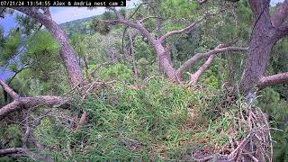 Kistachie national forest E-3 Nest cam2