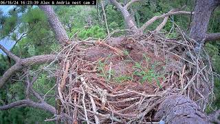 Preview of stream Kistachie national forest E-3 Nest cam2