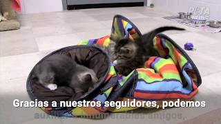 Estos Animales Reados Por Peta Están Disfrutando De La Vida, Ahora Y Para Siempre