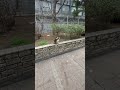 CAT #shorts #funnyshorts #youtubeshorts #cute #trending