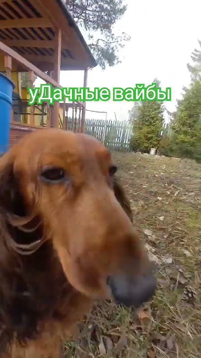 #дача #северодвинск - YouTube