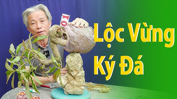 Cách  tạo thành tác phẩm Lộc Vừng ký Đá l Dương Cây Cảnh