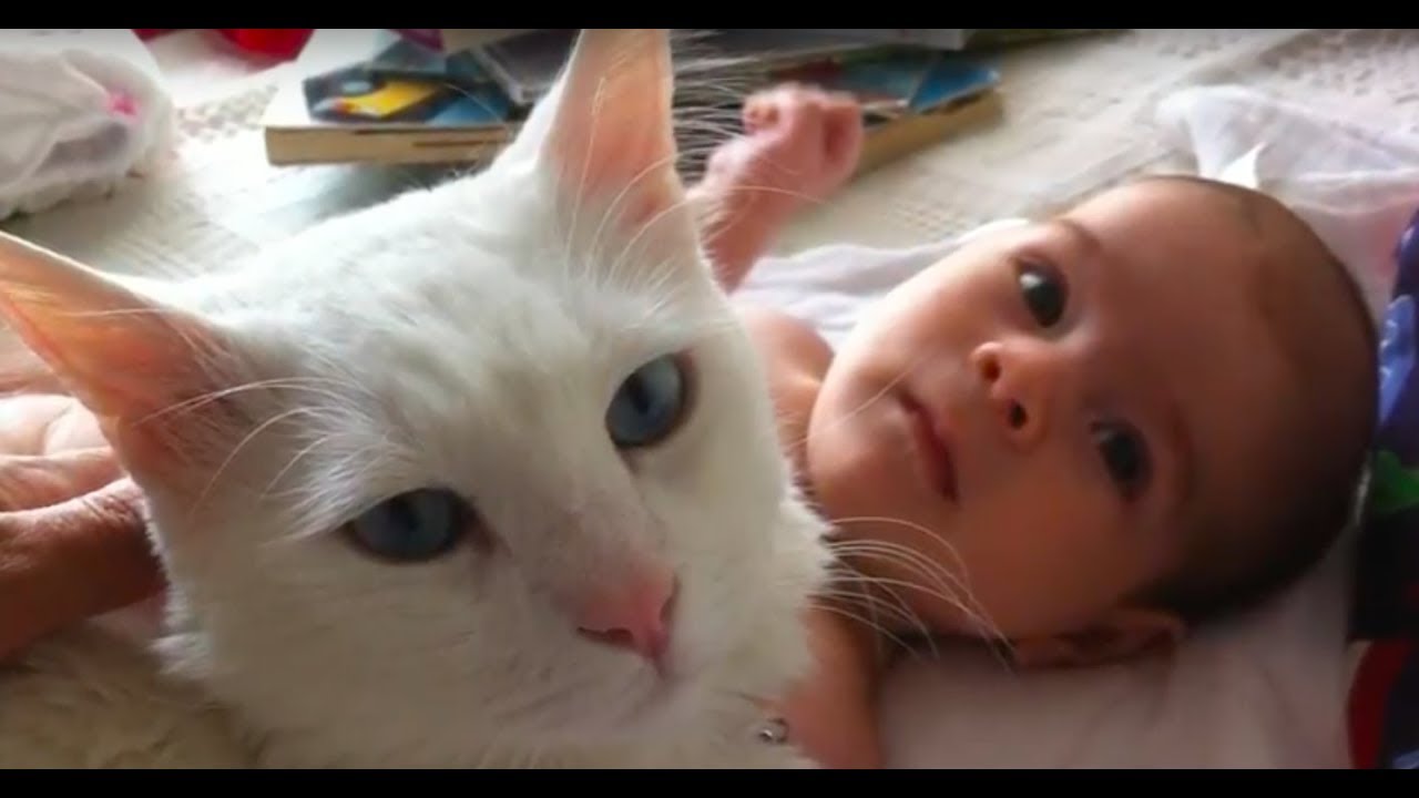 evde kedi beslemek bebekli cocuklu evde enbaba anlatiyor youtube