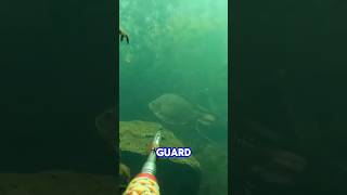 Underwater Jungle Hunting! 🎯🐟 (Double Catch)
