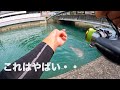 とある小さな河川でとんでもない巨大魚が・・【広島県】