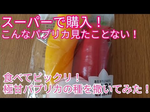 こんなパプリカ見たことない スーパーで購入した極甘どデカパプリカの種を撒いてみた Youtube