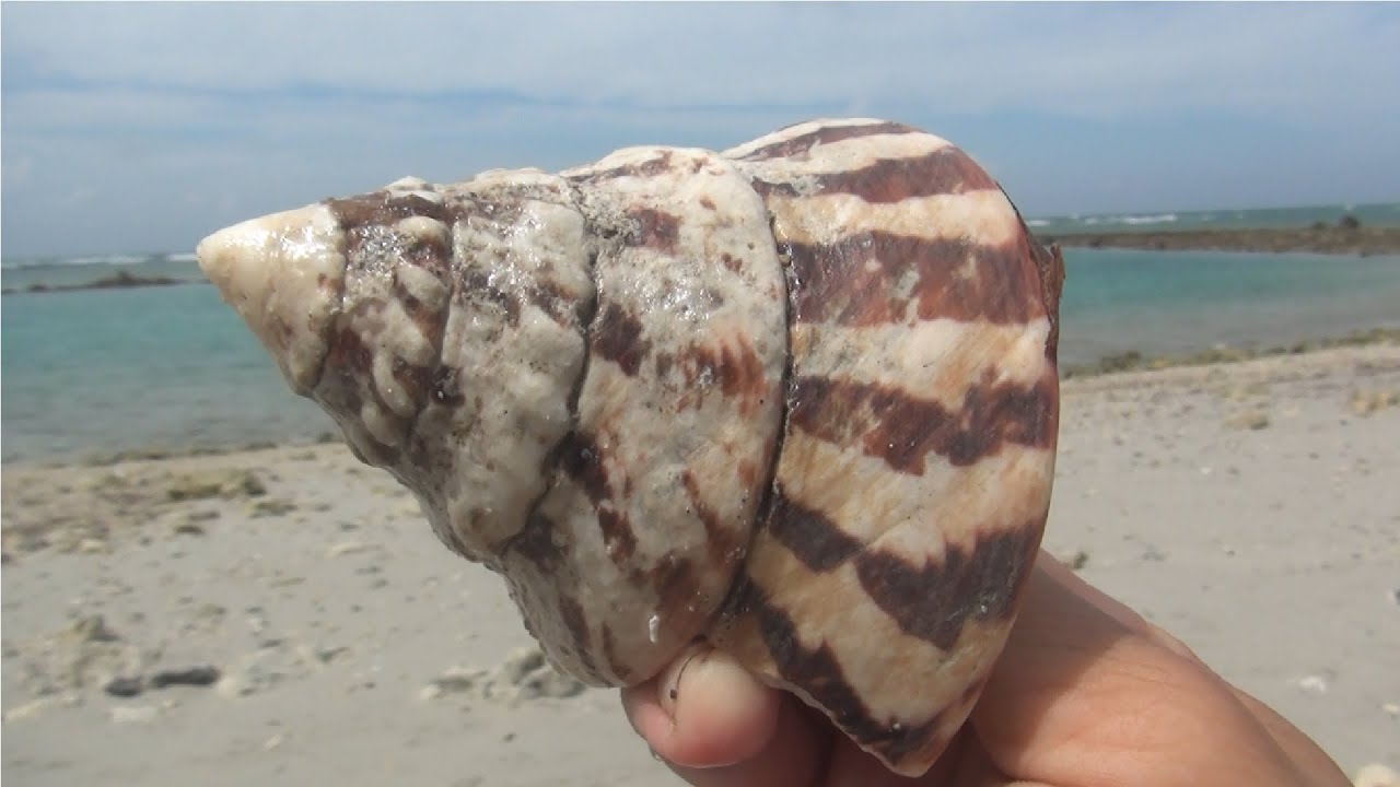 Intresting Shell Explore the beach on Sunday and find lots of interesting shells - YouTube