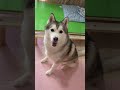 パパが大好きすぎるシベリアンハスキー #shorts
