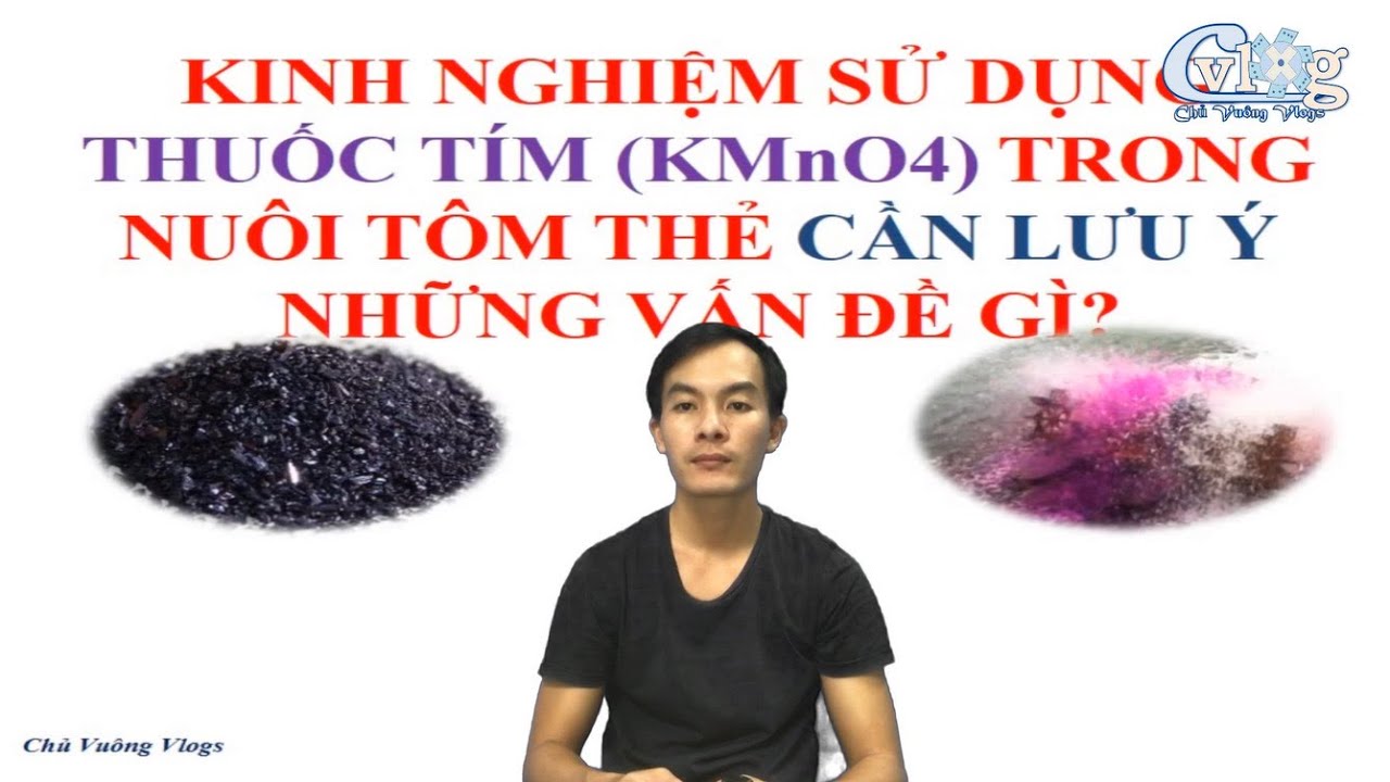 KINH NGHIỆM SỬ DỤNG THUỐC TÍM KMnO4 TRONG NUÔI TÔM THẺ CẦN LƯU Ý NHỮNG VẤN ĐỀ GÌ? | Chủ Vuông Vlogs