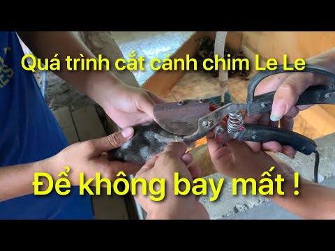 Video Kỹ thuật cắt cánh chim Le Le diễn ra như thế nào? - youtube